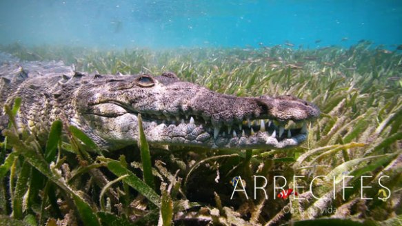 arrecifes_cocodrilo